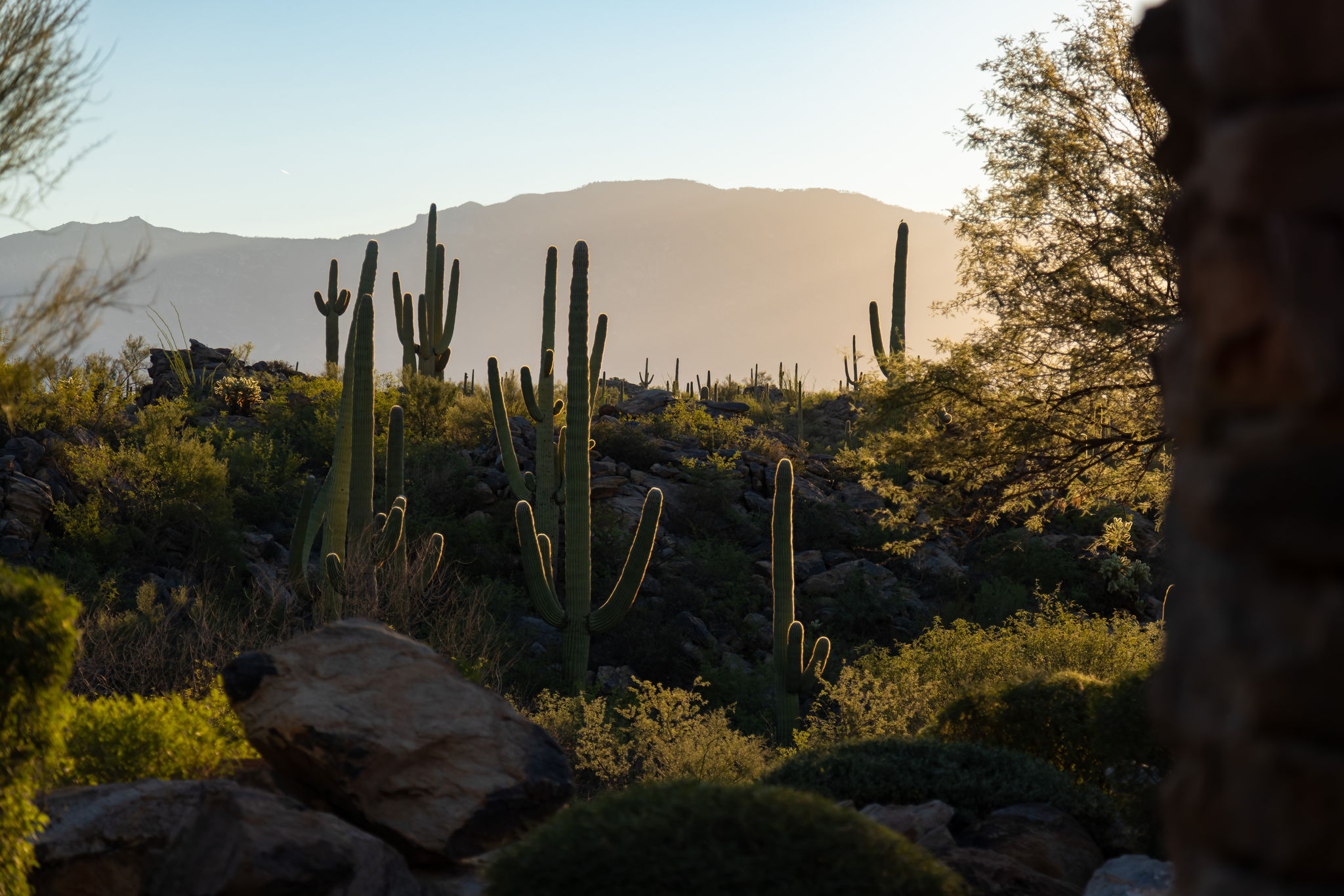 Pure Sonoran desert landscape at golden hour &mdash; saguaros backlit against layered mountain silhouettes, granite boulders in the foreground, raking light across dense desert scrub. No building in frame.