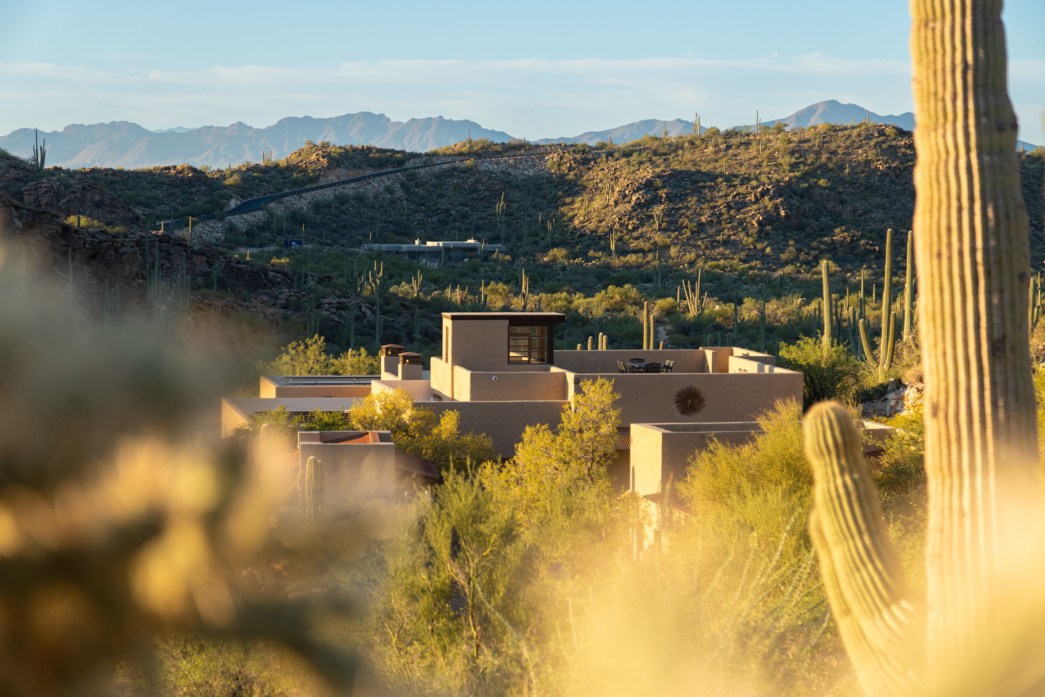 Ground-level view through golden-lit saguaros and Sonoran desert vegetation toward the compound in the middle distance, warm stucco structures barely legible through the flora, the Tortolita Mountains and Catalina range layering behind under a clear blue sky.